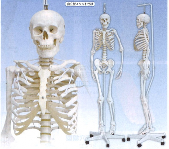 3B脊柱可動型骨格モデル　A15-3S