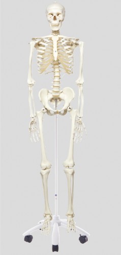 人体骨格モデル（直立型スタンド仕様） A10 | ミルキーウェイ鍼本舗